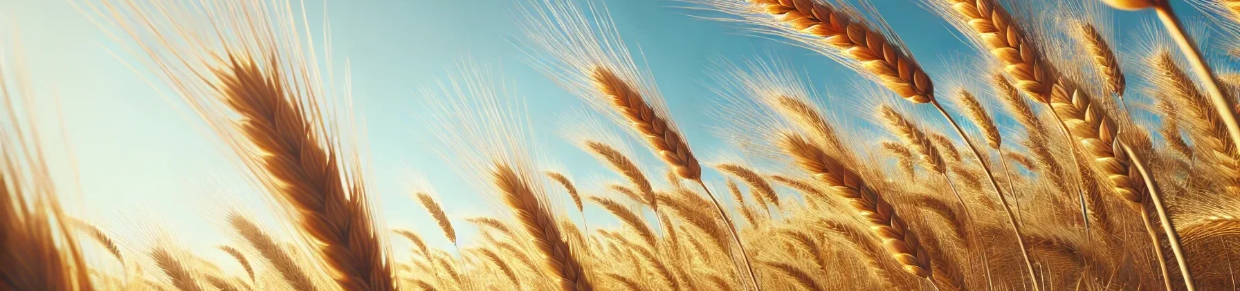 DALL·E 2024-09-02 17.55.48 - A hyper-realistic close-up view of a golden wheat field with the top part of the wheat stalks prominently visible, swaying gently in the breeze. The s